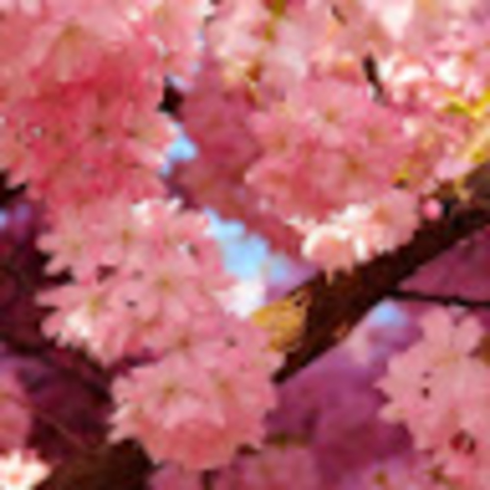 Meet your Posher, Letty